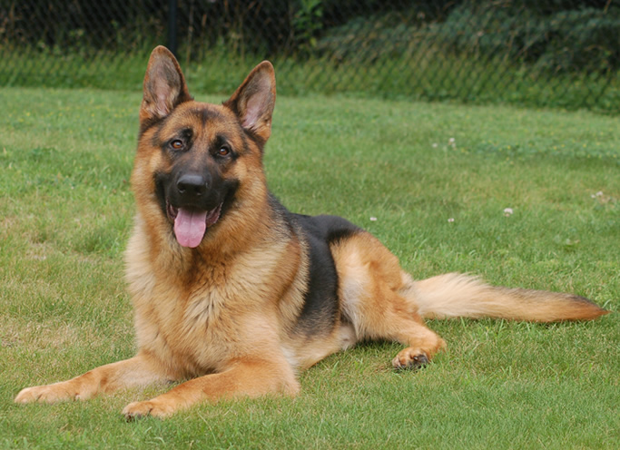 German Shepherd Guard Dogs for Sale - Security Guards Companies