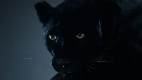 Security Panther Commercial - Security Guards Companies